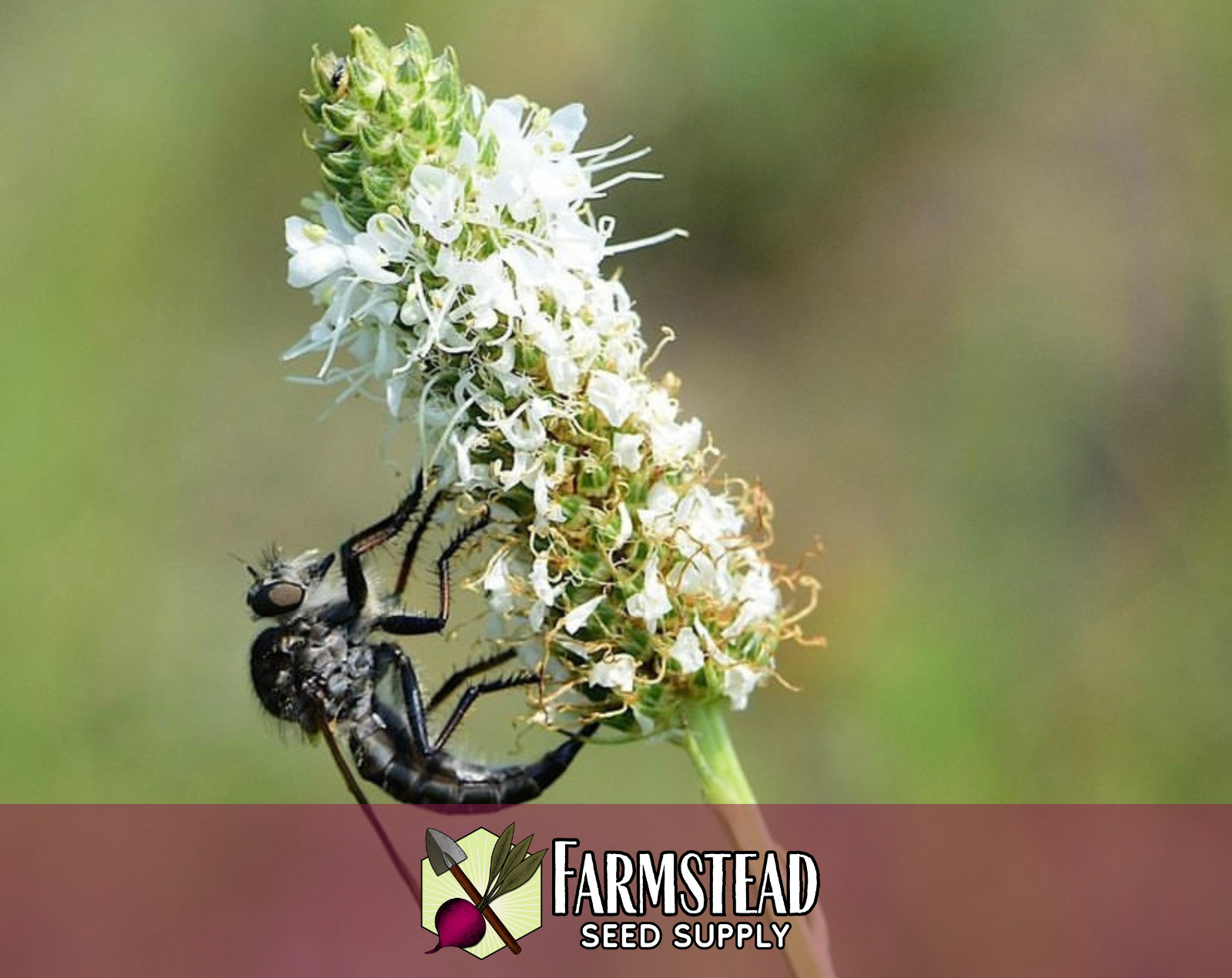 3,800+ White Prairie Clover Seeds | Native Wildflower Gardening, Dalea candida