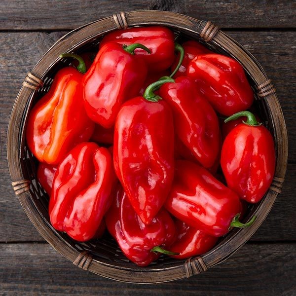 100 Heirloom Caribbean Red Habanero Pepper Seeds – Extremely Hot 300k – 450k SHU