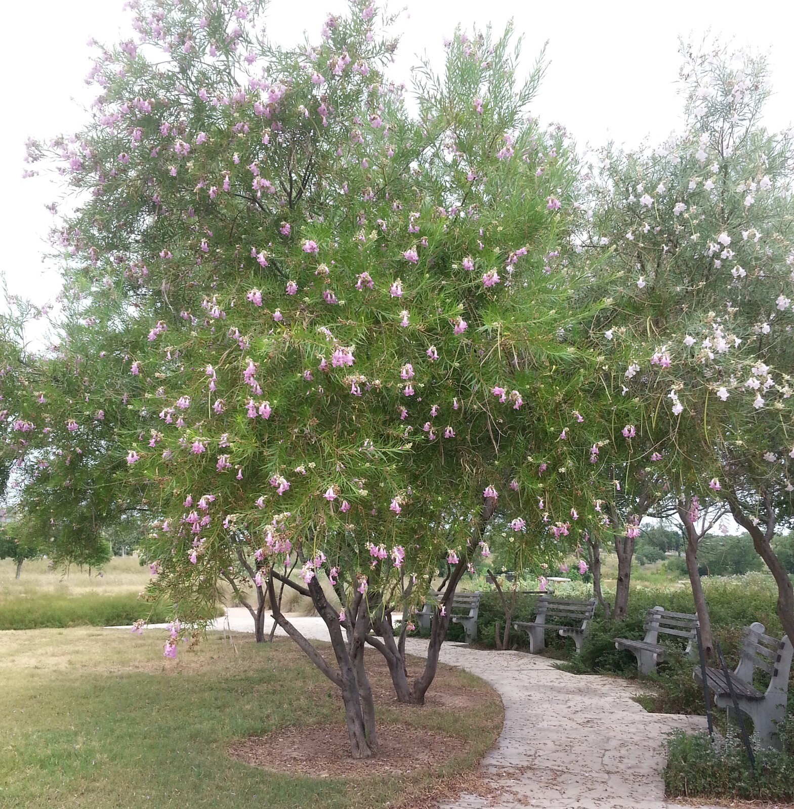 CHILOPSIS LINEARIS, TEXAS DESERT WILLOW, BOW WILLOW, MIMBRE, MXD COLORS! 30 SDS