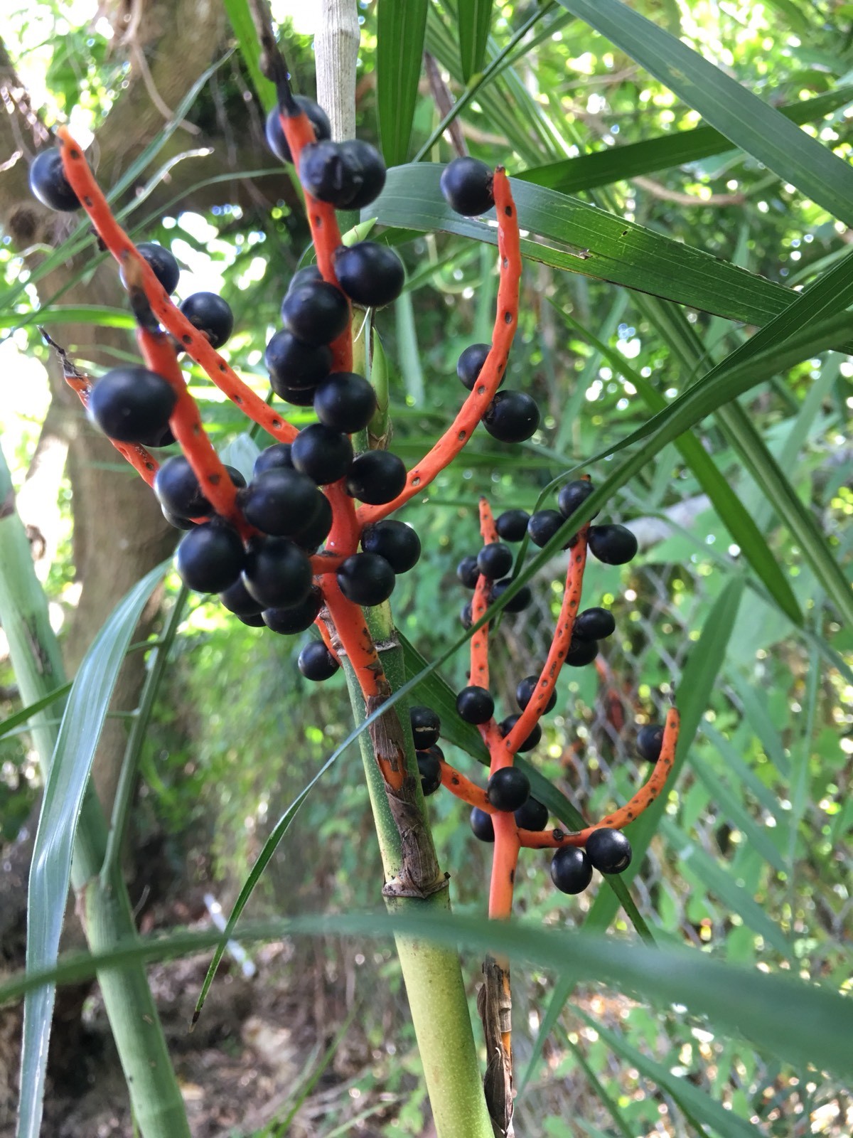 PALM BAMBOO 50 SEEDS CHAMAEDOREA SEIFRIZII INDOOR/OUTDOOR EXOTIC PLANT ORANGE