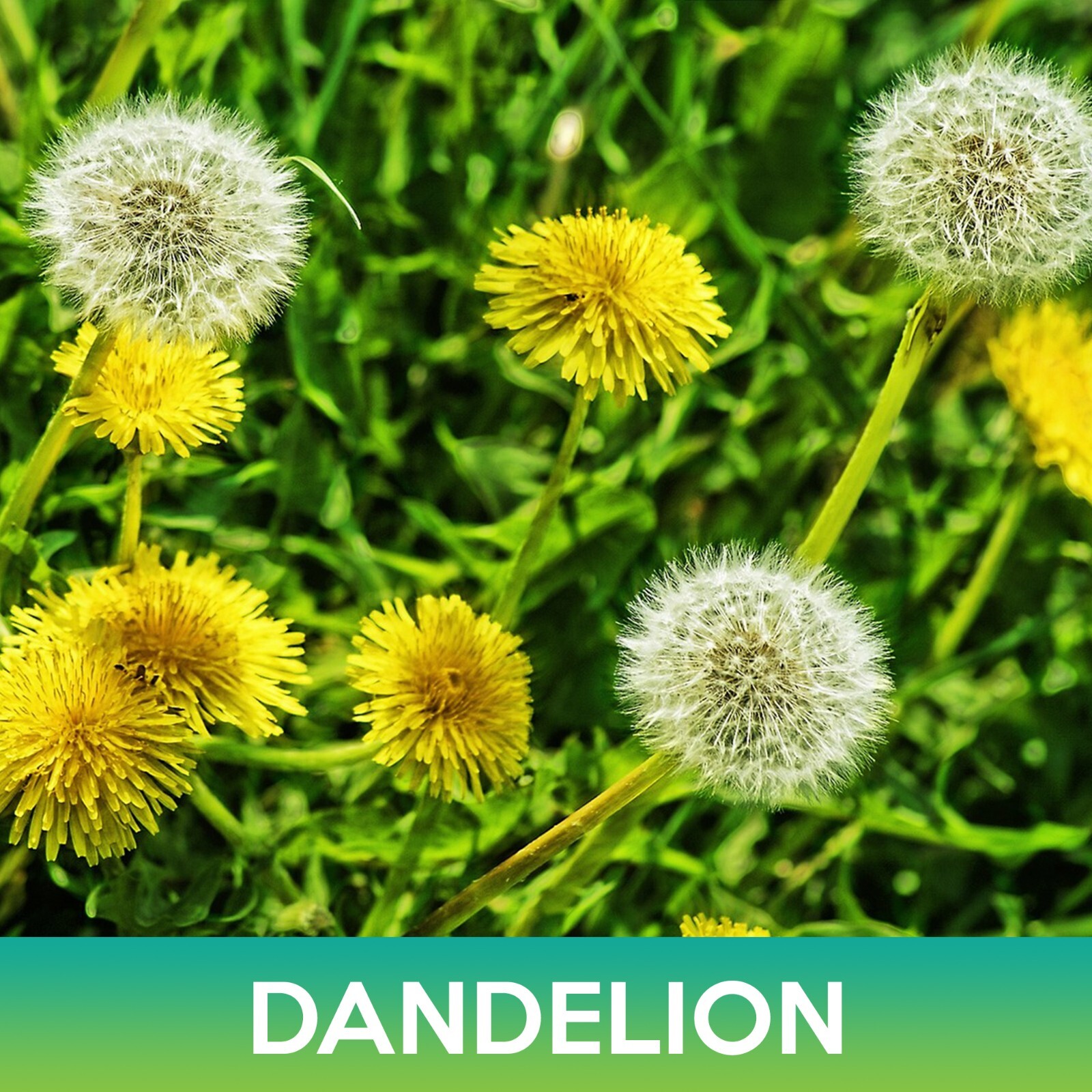 Dandelion Seeds, Taraxacum officinale