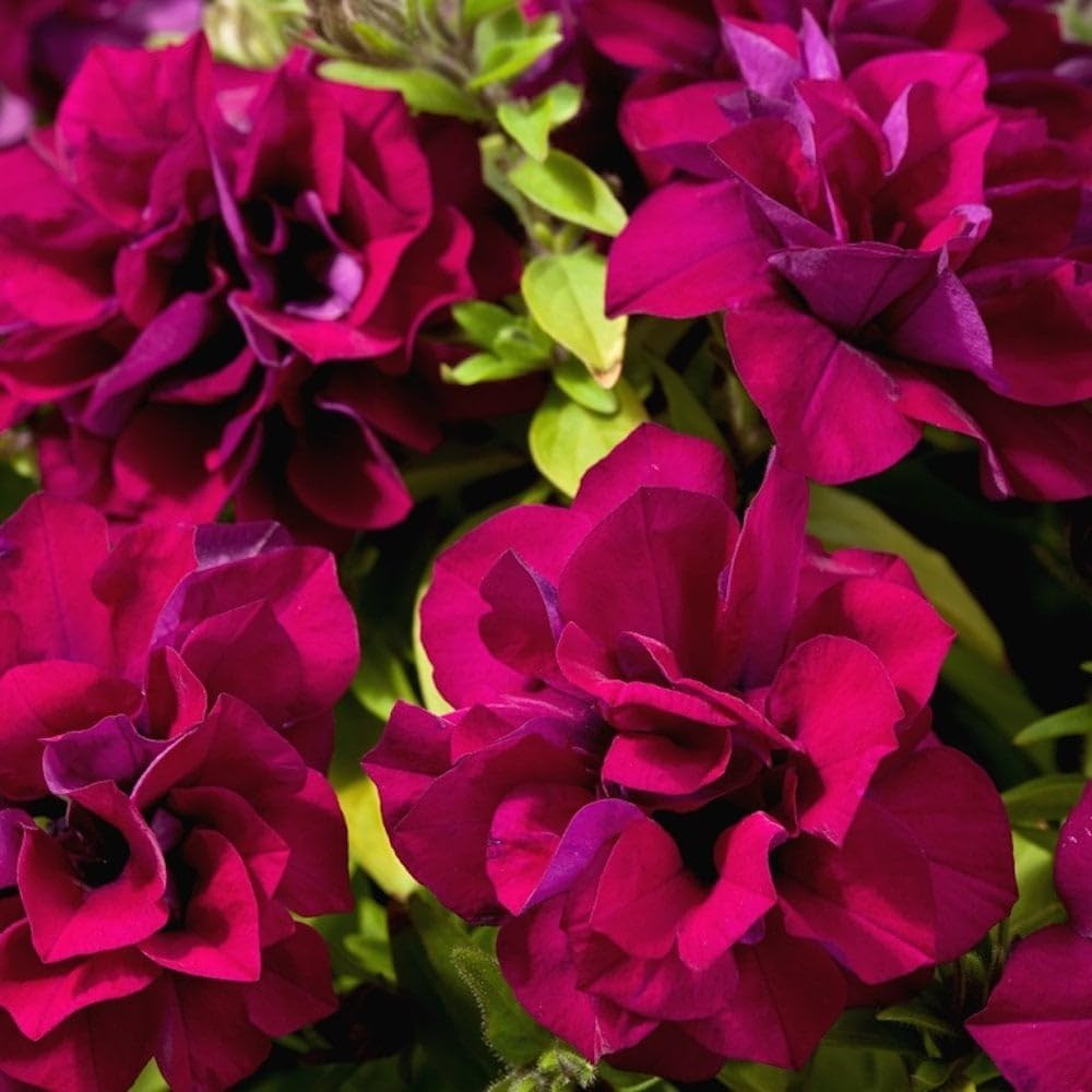 350+Annual Petunia Flower Seeds for Planting Outdoor-Perennial Petunia Plant Gar