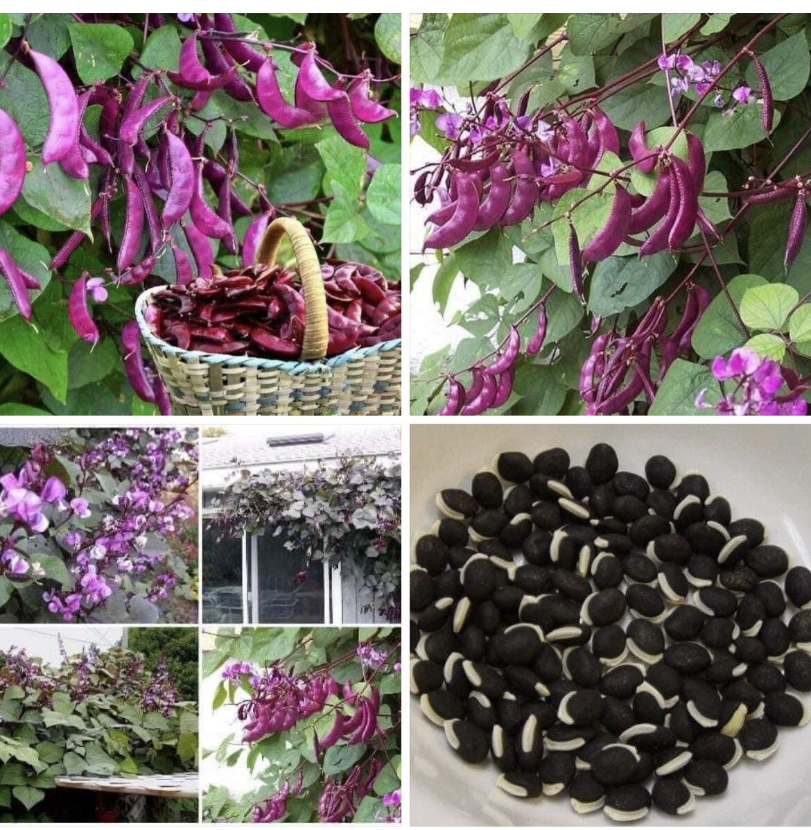 20+ seeds moon purple Hyacinth Bean Seeds dau van tim RARE Bean Purple