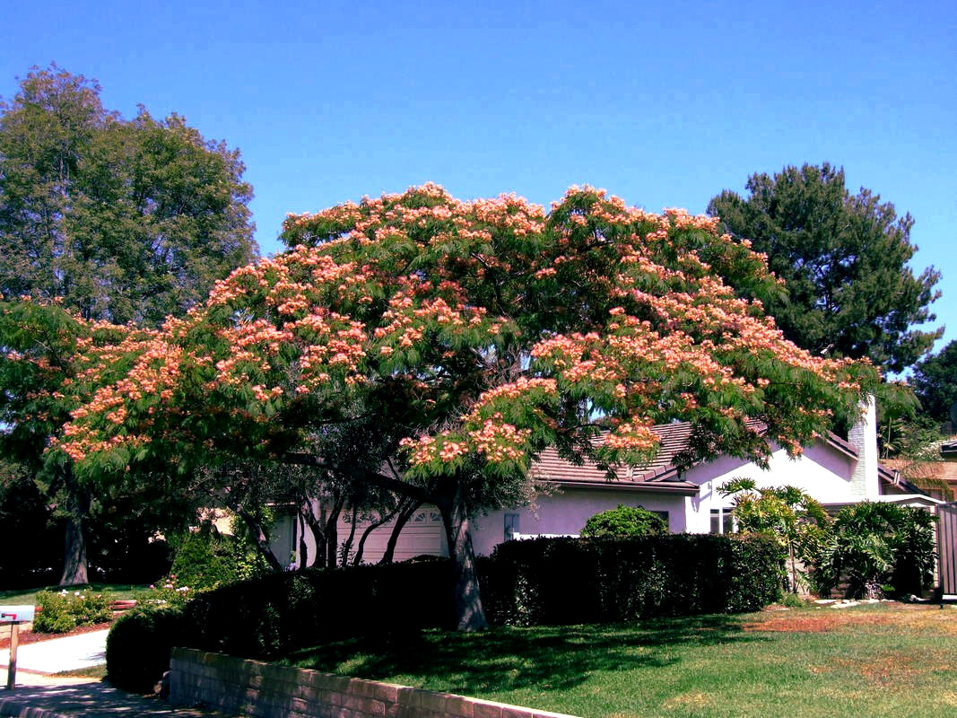6 Mimosa Hot-Pink Silk Flower Persian Tree Seeds Albizia julibrissin FREE SHIP !
