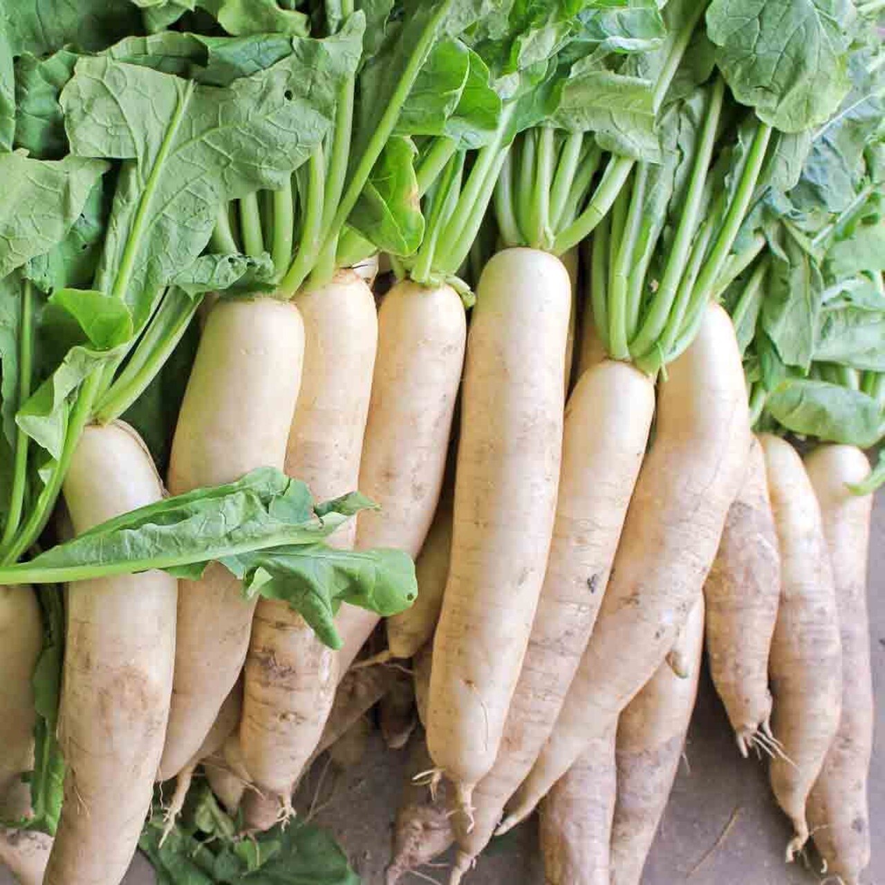 Daikon Radish Seeds – Fast Growing, Edible, Sprouting, Cover Crop NON-GMO