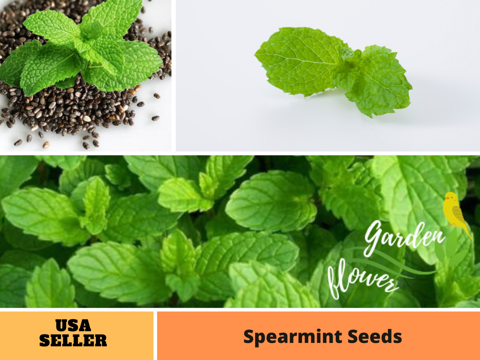 80 Seeds| Spearmint Herb Seeds #7003