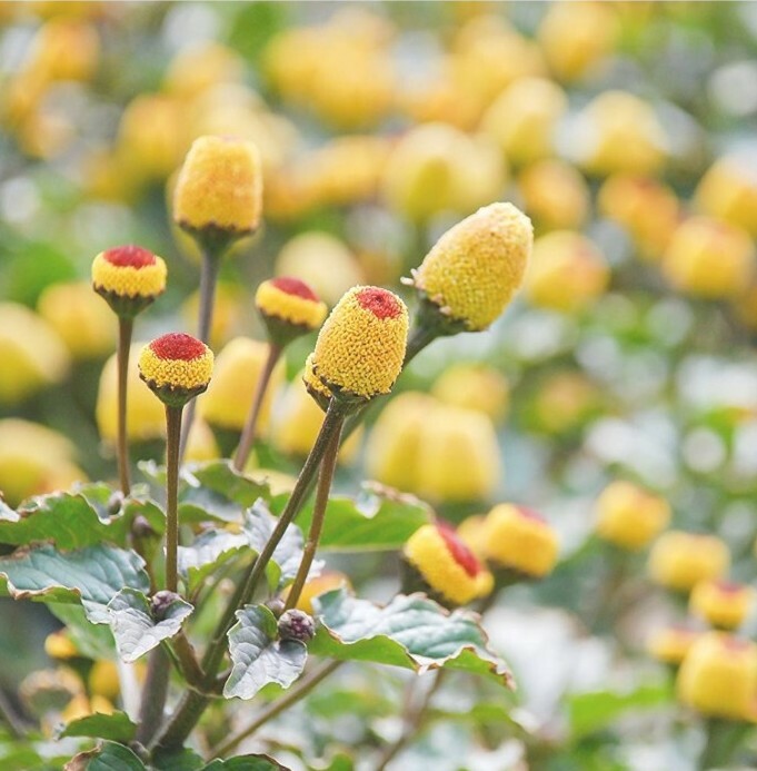 20 paracress Toothache Herb Plant Seeds