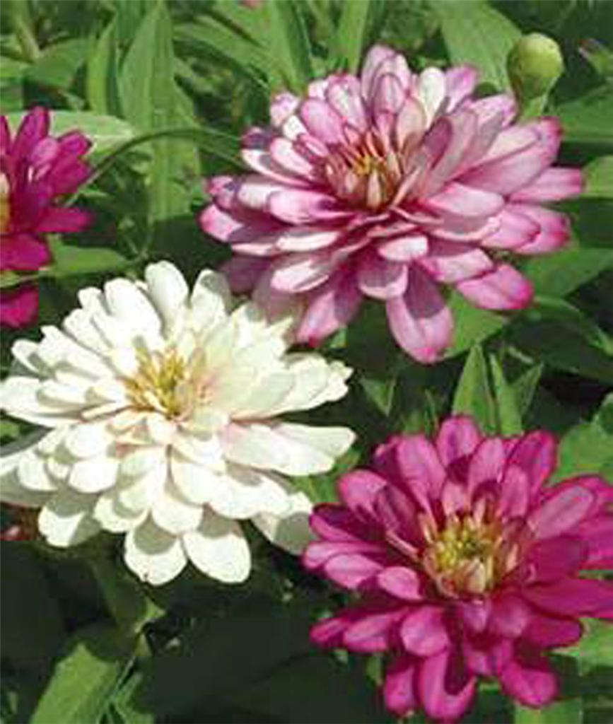 Equisite Zinnia 50+ Seeds Beautiful Bright Crisp Colors