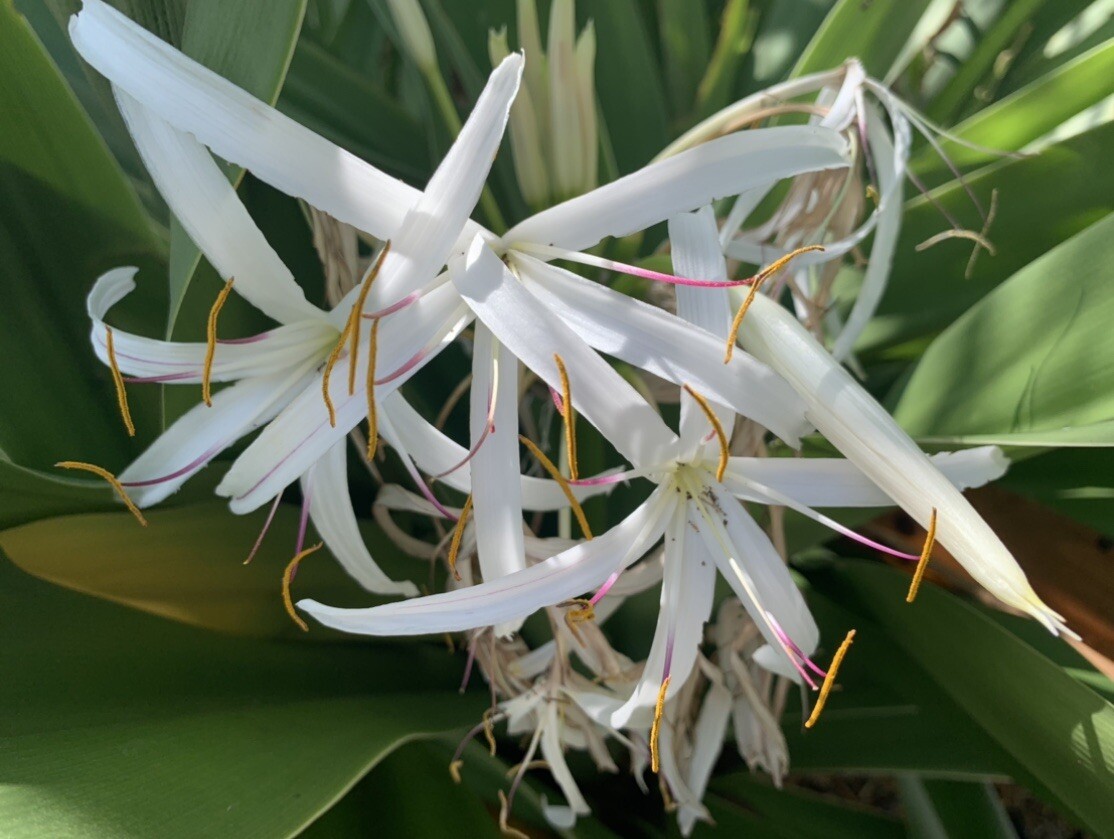 Lily White Spider Lily Plant In Pot