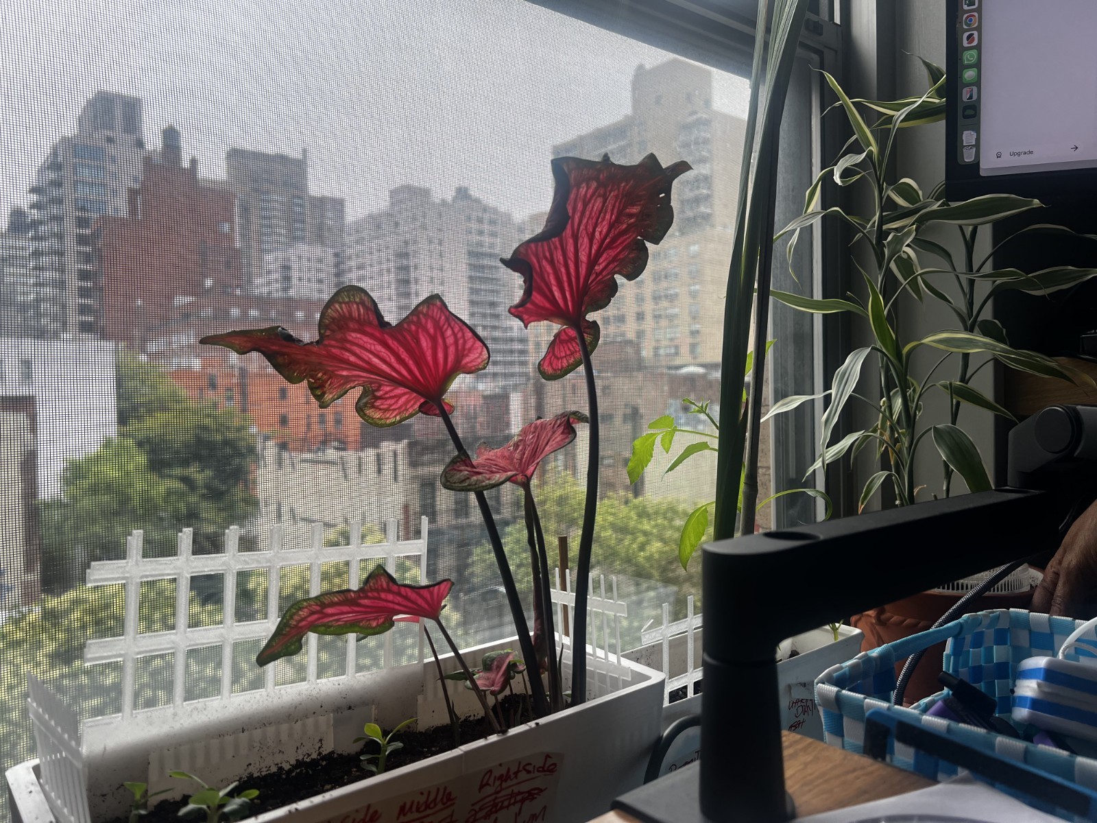 Mature Crimson Sky Caladium