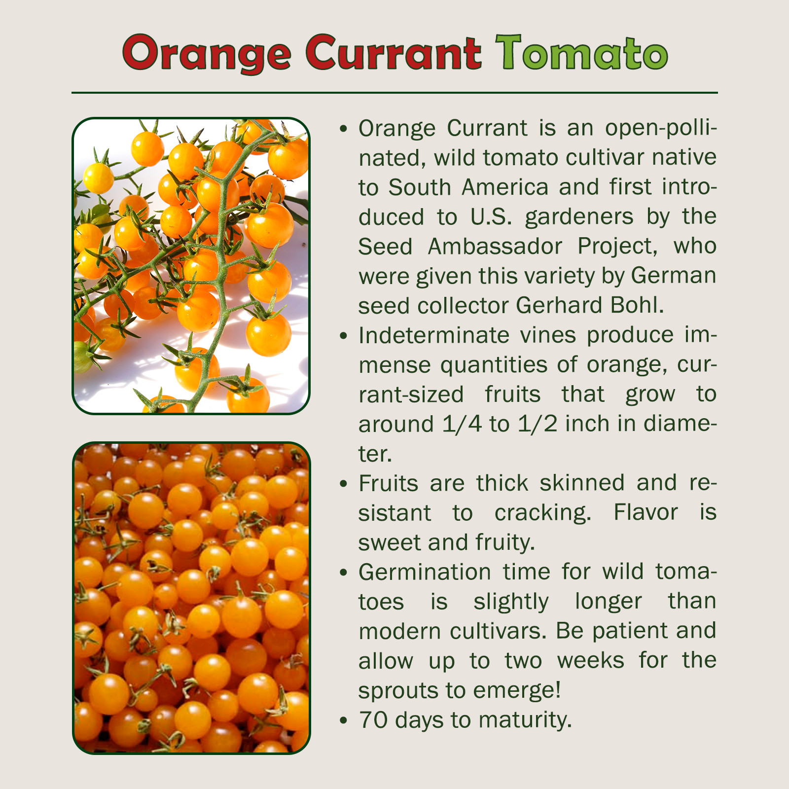 10 Orange Currant Tomato Seeds, Organic, Open-Pollinated, Non-GMO, Genuine USA
