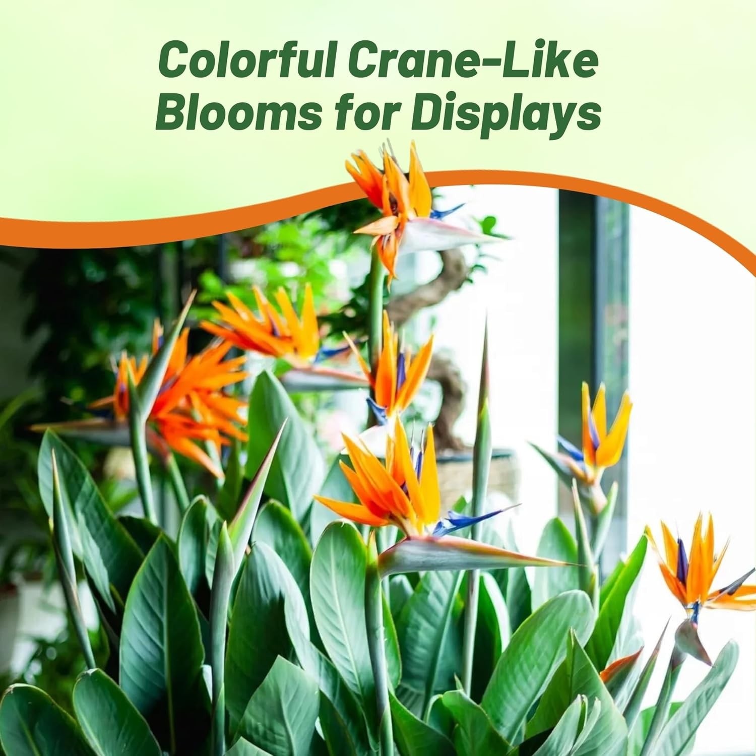 15 Seeds Bird of Paradise Seeds – Strelitzia Reginae Flower Seed