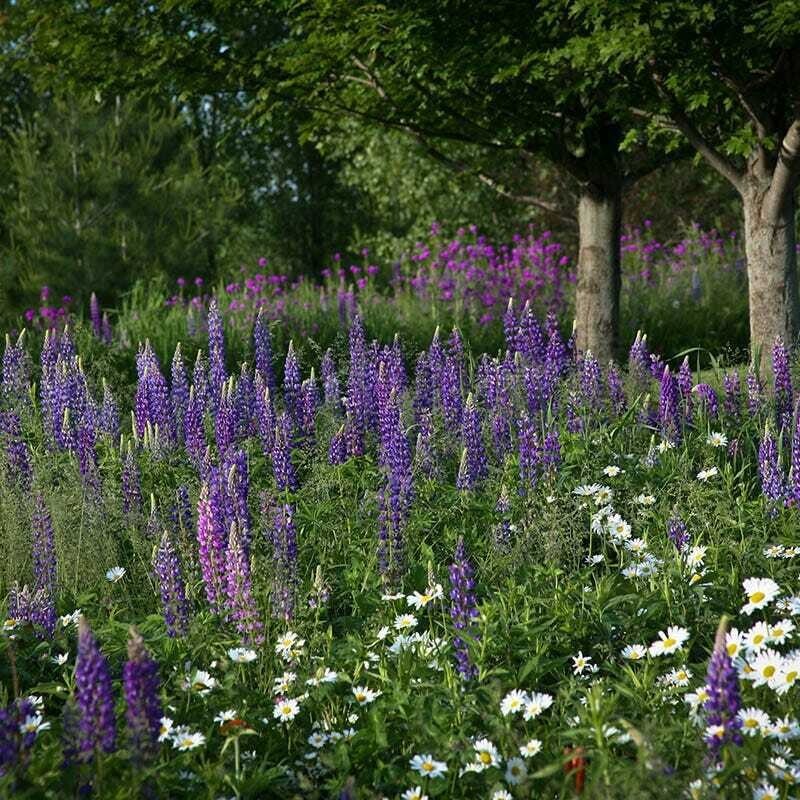 500+ Wildflower Mix – ALL PERENNIAL – Heirloom – Pollinator – Non GMO – FRESH