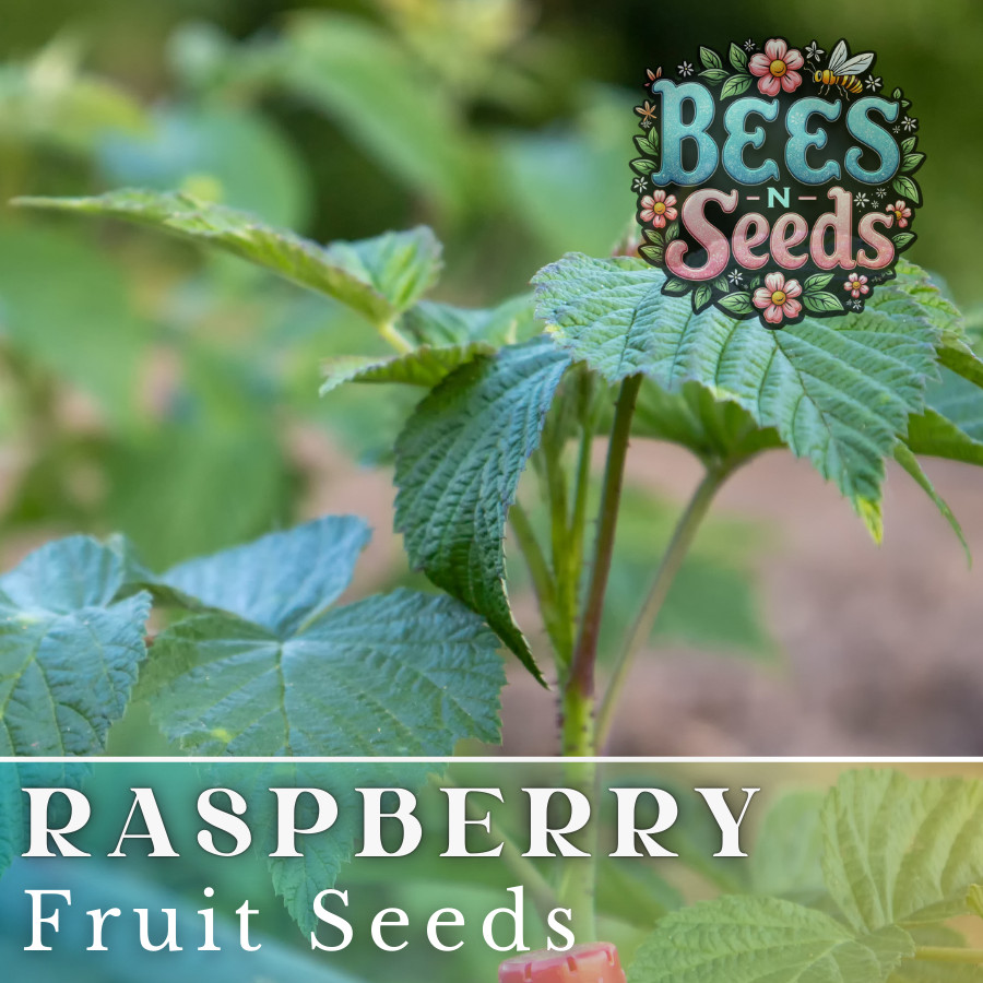 Prism Raspberry Seeds 125, 300, 750 Seeds Fruit Seeds, Non GMO, Bulk Seeds
