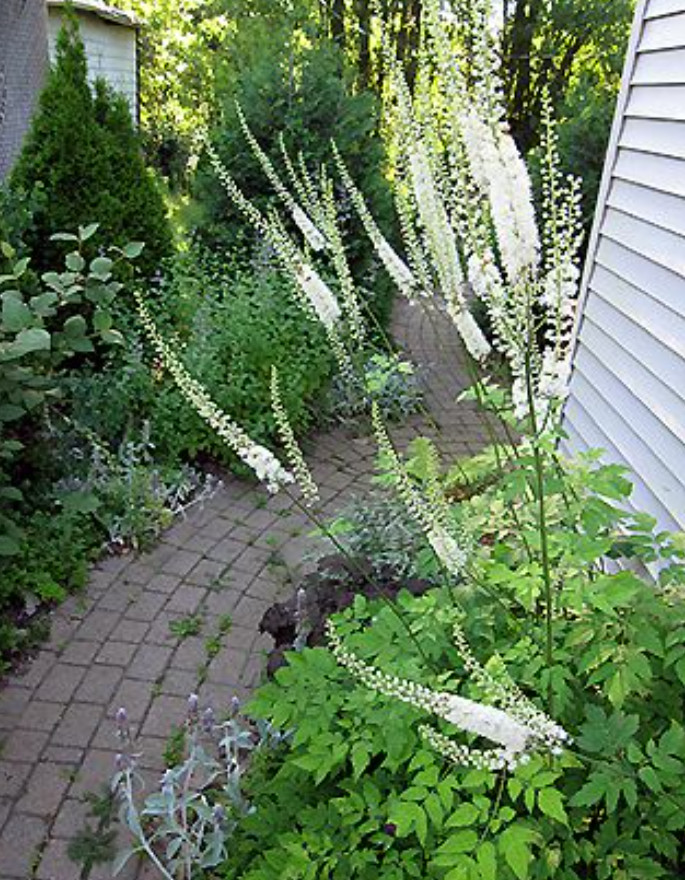20 Live Black Cohosh Bulbs – No Ship to AK, HI & P.R.