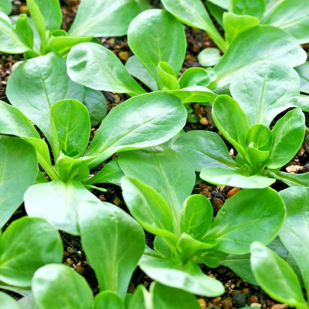 600+Dutch CORN SALAD Seeds Organic Lambs Lettuce Mache Garden Patio Container