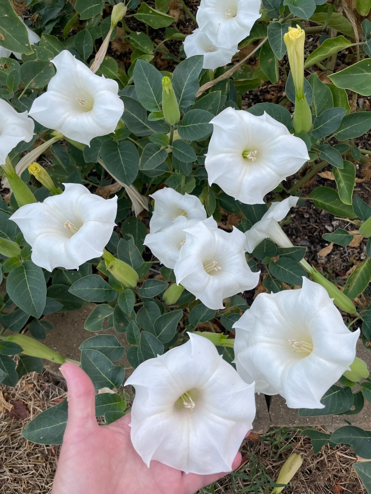 Bag of Seeds .015 Oz. Moon Flower Shrub White Datura Metel Inoxia Night Blooming