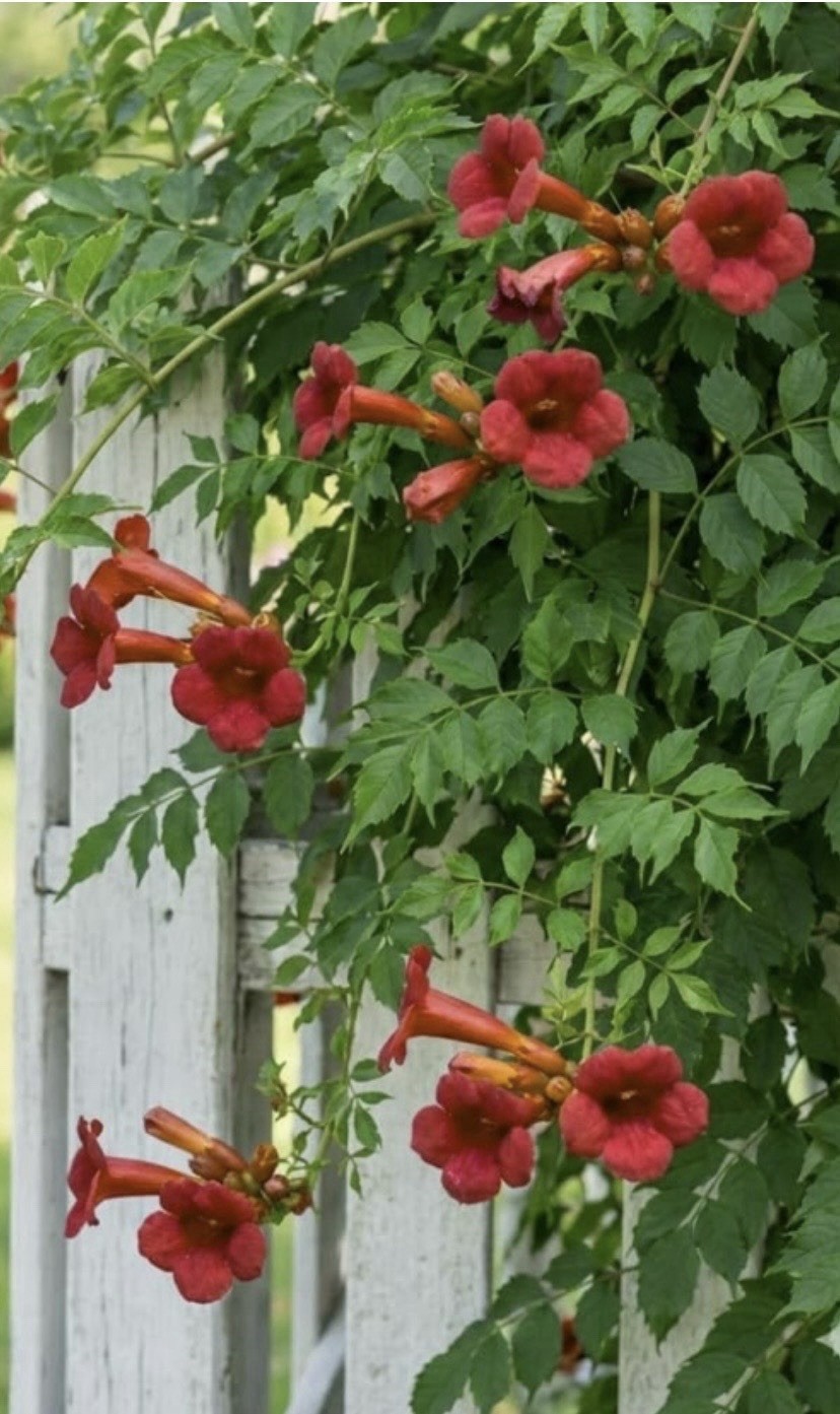 Hummingbird Orange Trumpet Vine (Campsis Radicans) Seeds