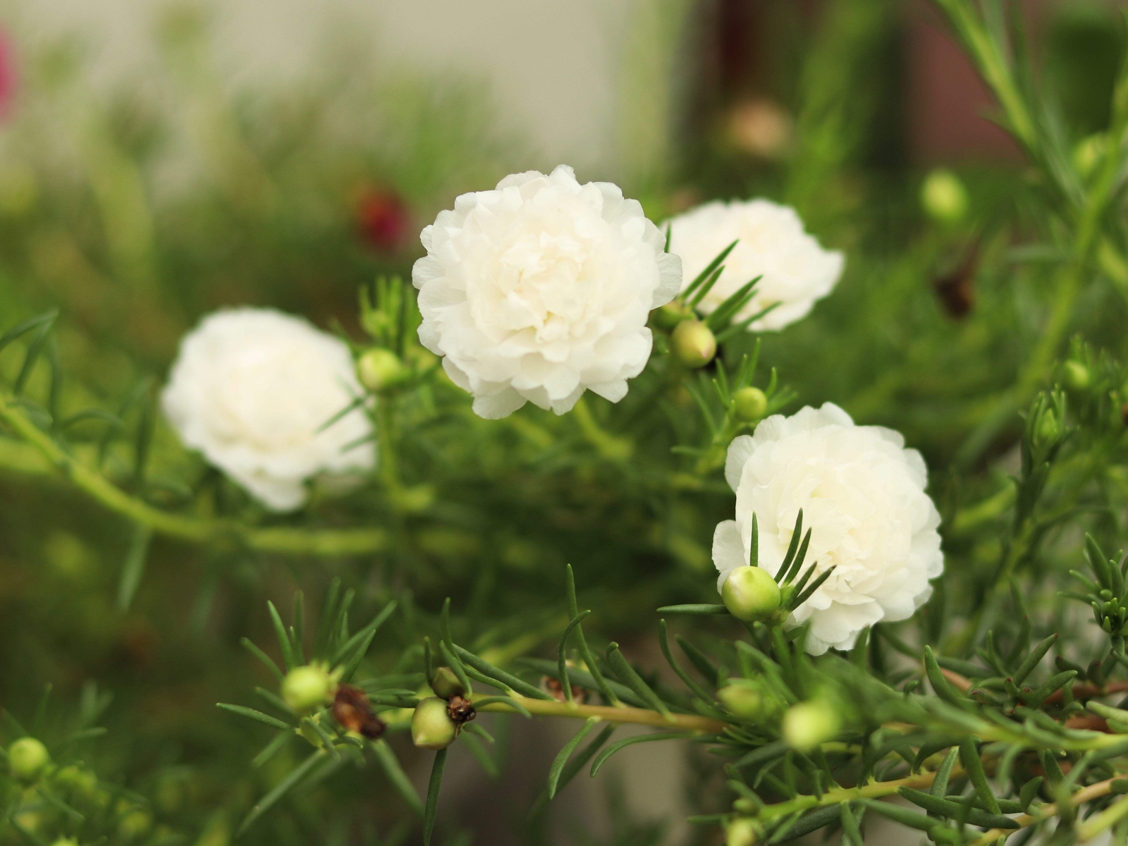100 Mixed Colors PORTULACA MOSS ROSE Flower Seeds