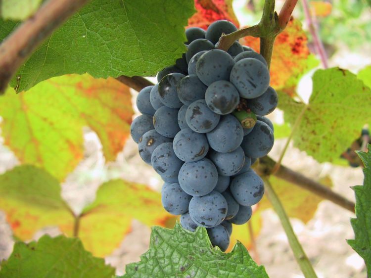 Amur Grape, Vitis amurensis, Vine Seeds