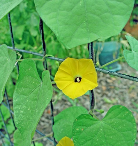 Ipomoea obscura v. ethiopia | 10 Seeds
