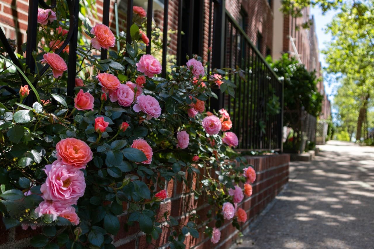 200+ Climbing Rose Seeds for Planting Outdoors – Vibrant Vine Flower, Long-Bl…