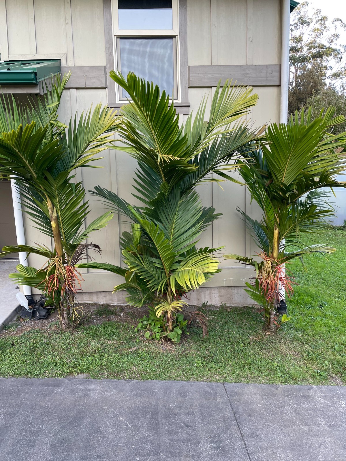 15 Pinanga Coronata Palm tree seeds + free gift
