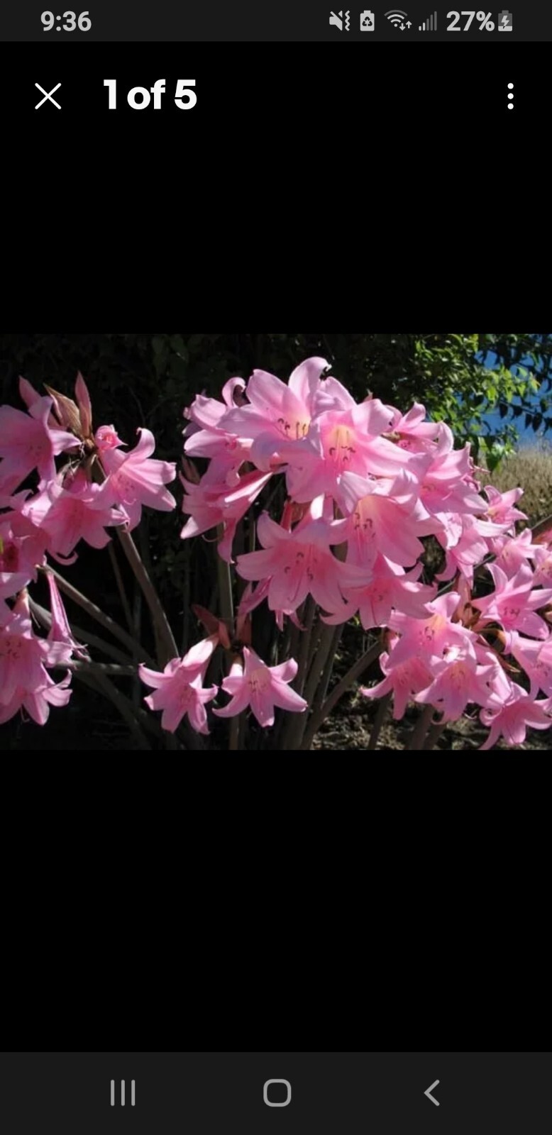 30 Pink Amaryllis Belladonna Naked Ladies Resurrection Lily Bulbs # 10L-15M-5S