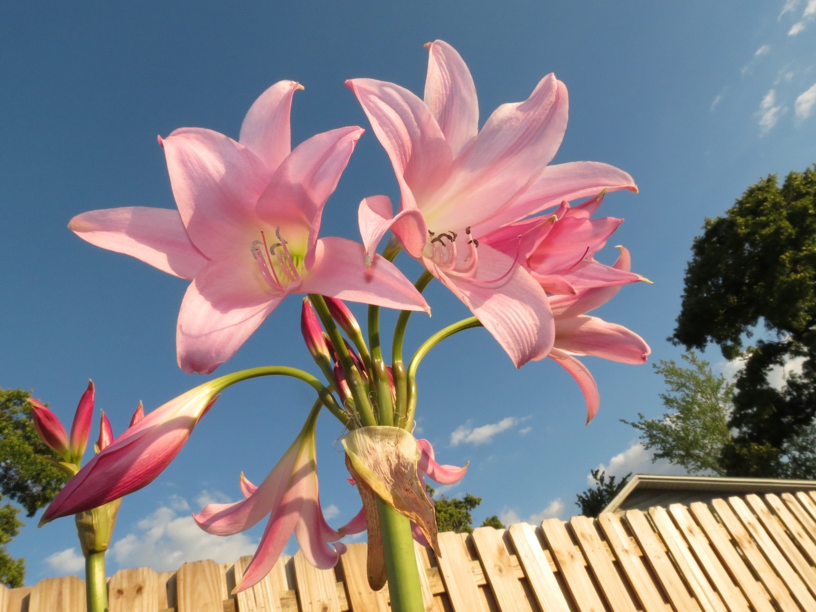 Crinum Lily, Pink Flamingo, medium-size bulb, NEW, super rare