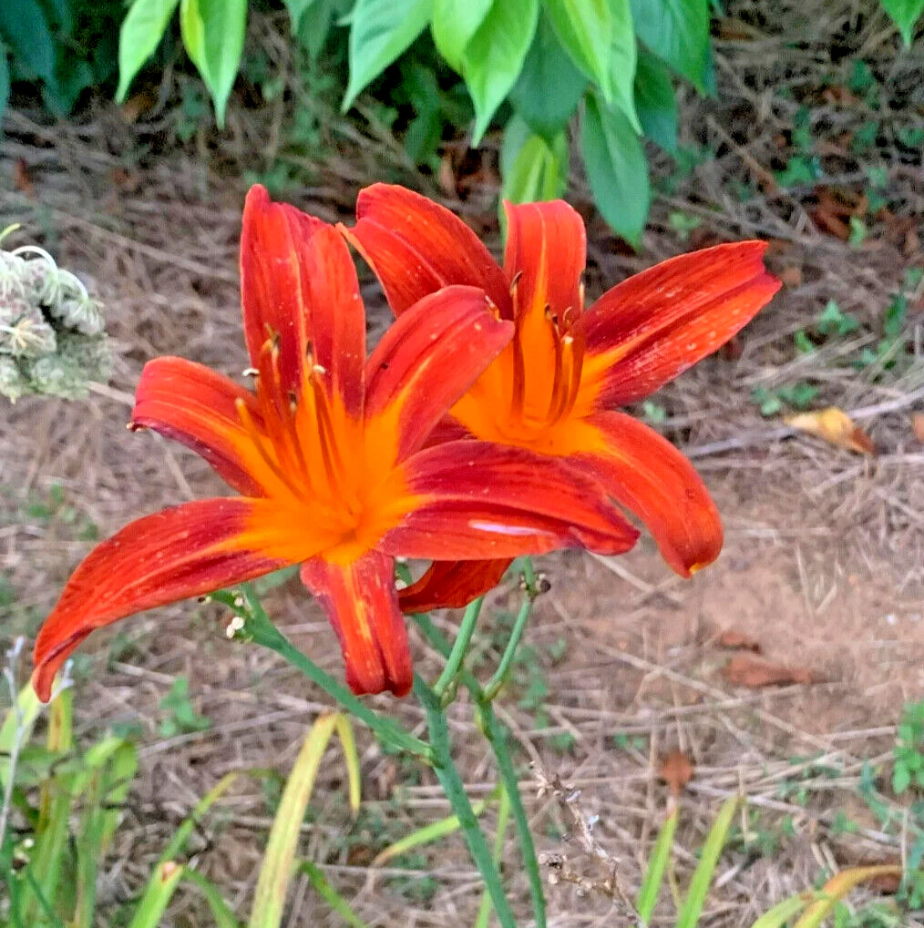OCTOBER ORANGE 3 Daylily root fans