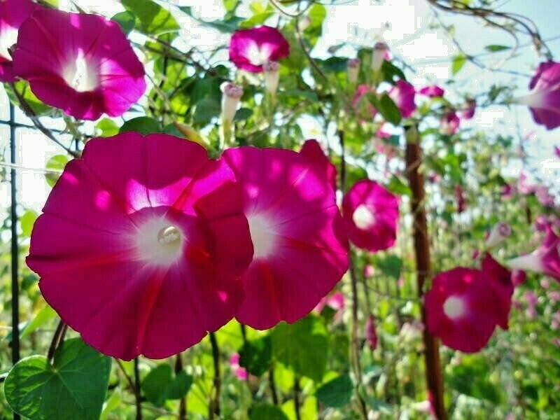 Scarlet O’Hara Morning Glory Seeds, Climbing Vine, Variety Sizes, FREE SHIPPING
