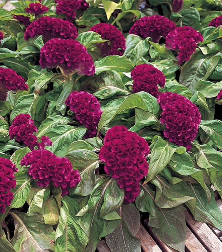 Celosia Seeds Armor Purple 50 Seeds