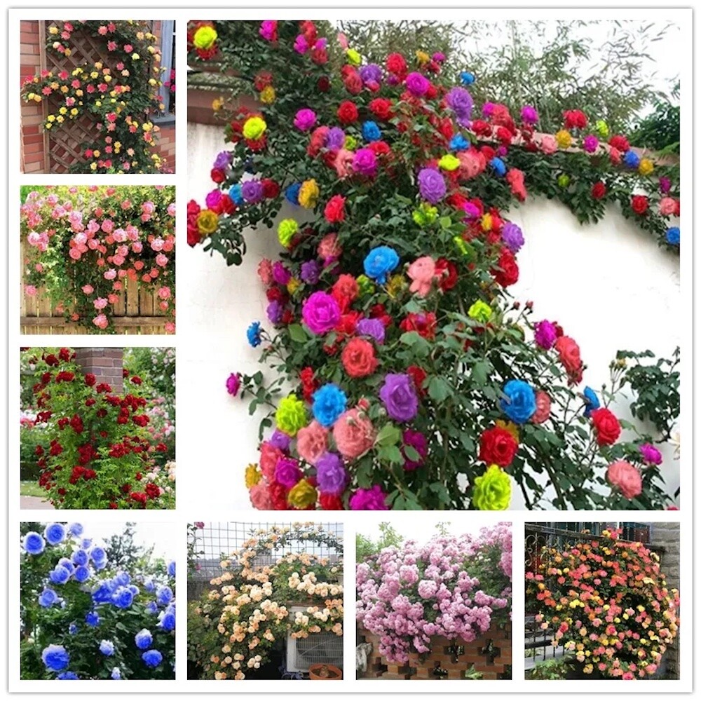(10) CLIMBER ROSE SEEDS perennial flower garden climbing plant USA SELLER TRACK