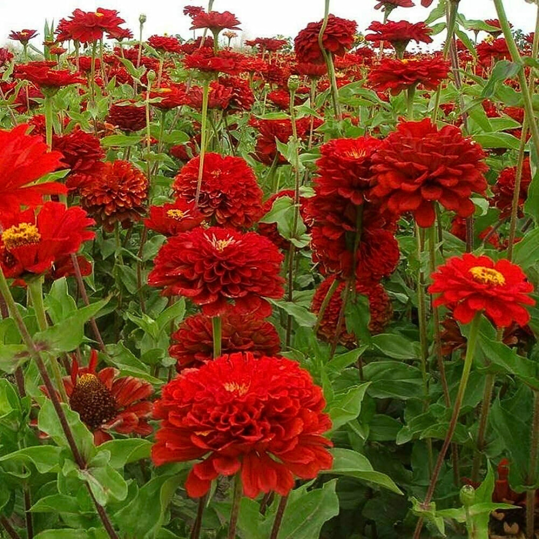 Fresh Premium Zinnia Seeds | Scarlet Flame | Heirloom Non-GMO | Flower Seeds