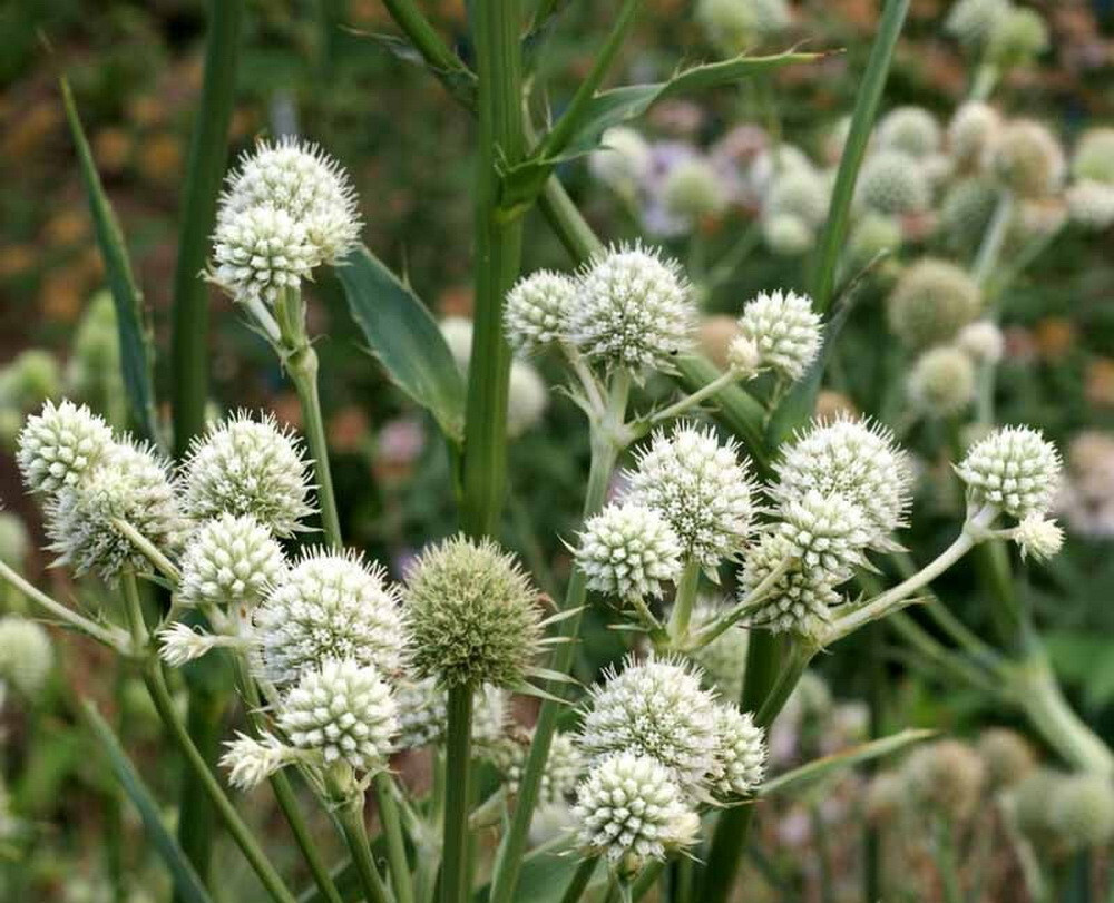 100 Rattlesnake Master Flower Seeds Eryngium yuccifolium