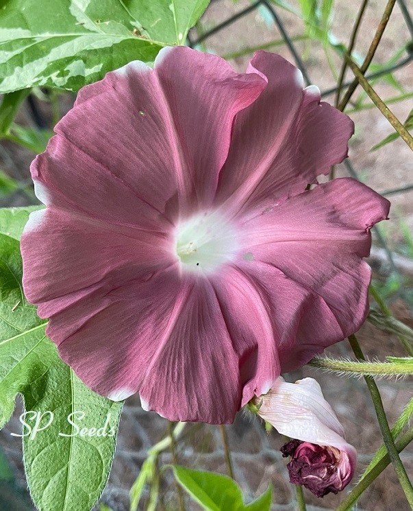 Yuuzuki Japanese Morning Glory – ipomoea NIL – seeds – chocolate rose vine