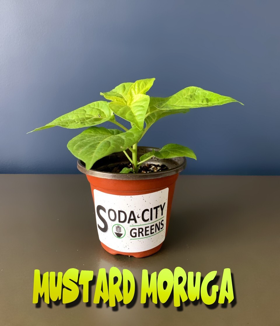 Mustard Moruga Scorpion Pepper Seeds 10+ SHIPS FREE!
