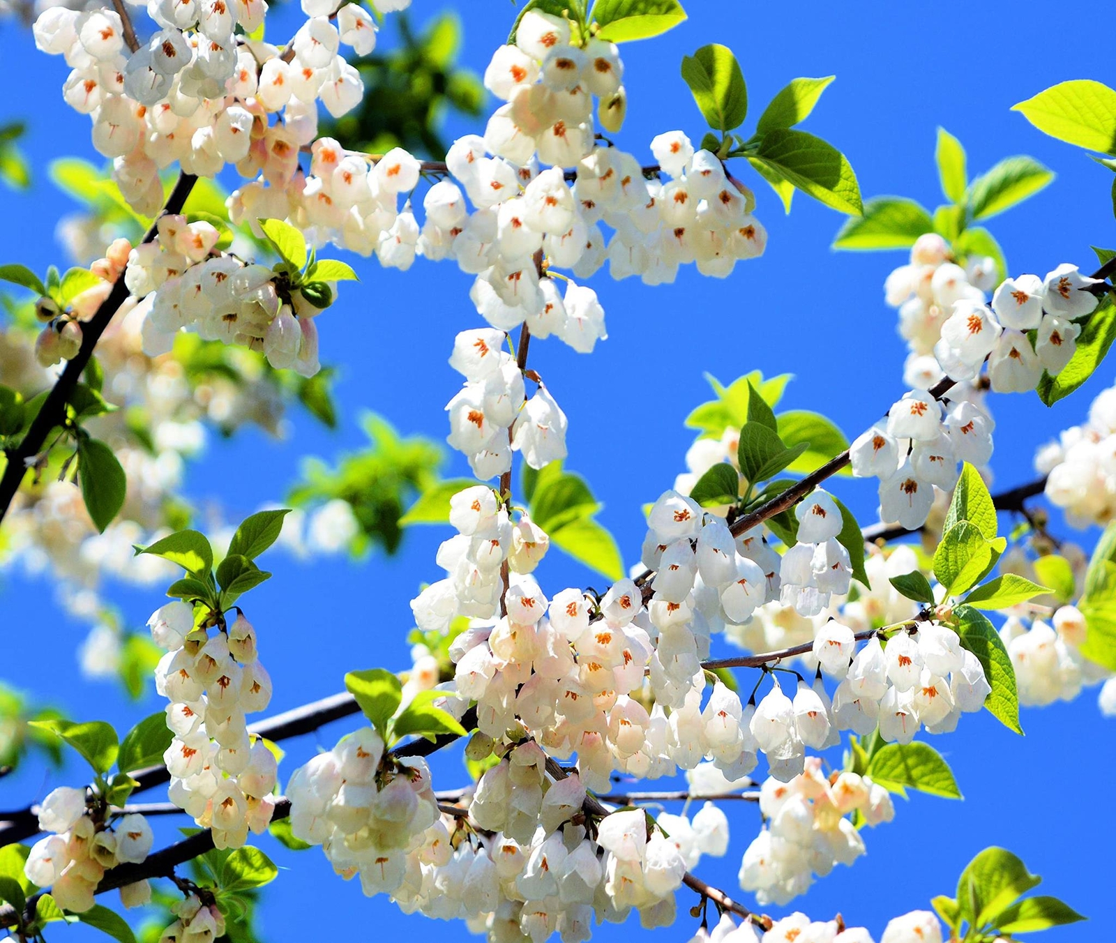Carolina Silverbell Tree Seeds for Planting – 6 Large Seeds Halesia Carolina – S