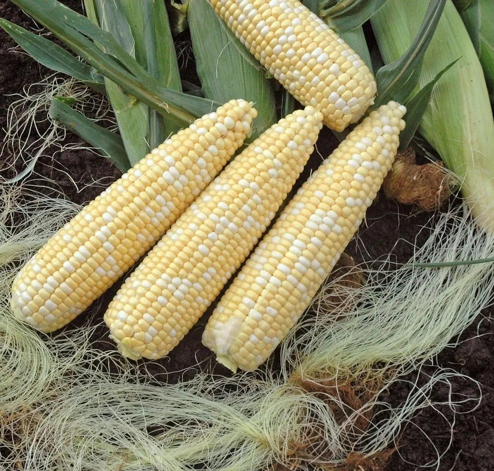1000+ Peaches and Cream Sweet Corn Seeds – Organic – Hybrid – Non Gmo — FRESH