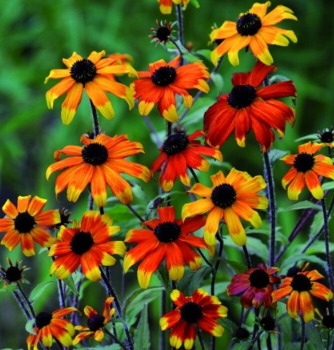 20 Rudbeckia Triloba Prairie Glow seeds