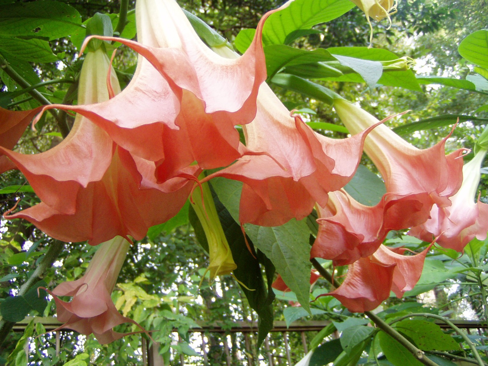 Brugmansia Peach Perfection 6 seeds