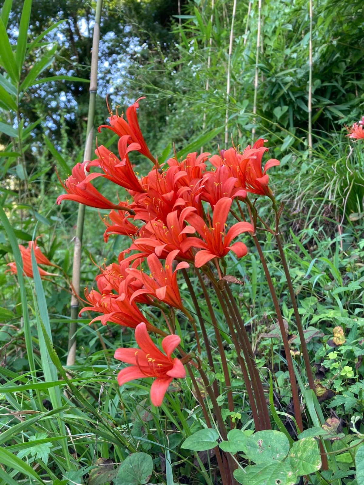 15 ORANGE Spider Lily Bulbs Lycoris Sanguinea from Japan