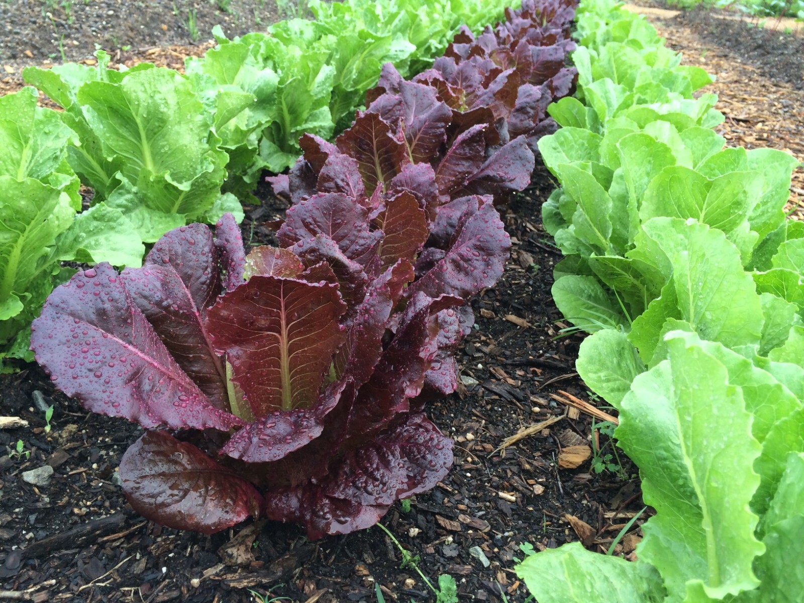 500+ RED ROMAINE LETTUCE SEEDS – HEIRLOOM – ORGANIC – NON GMO ———- FRESH