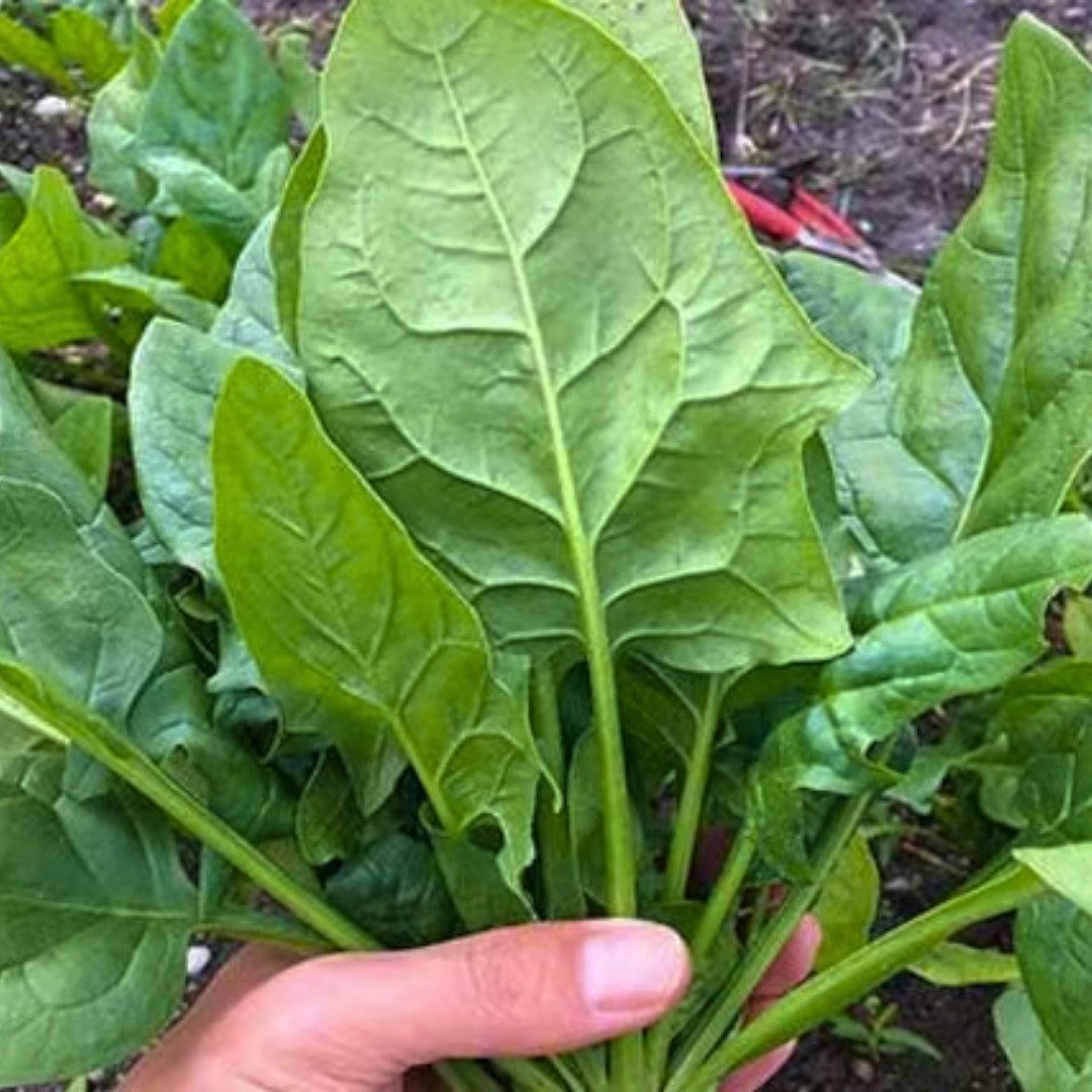 Fresh Green Arrow Spinach Seeds | Heirloom Non-GMO | Asian Vegetables