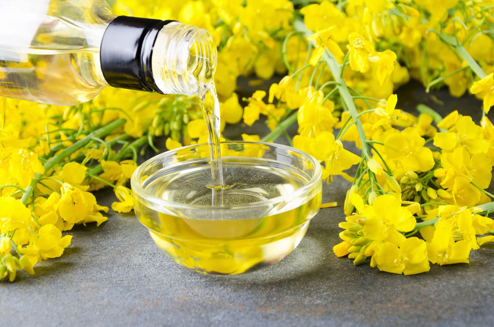 1000 ‘ WICHITA ‘ Winter CANOLA Brassica Napus Rape Oilseed Cover Crop Seeds
