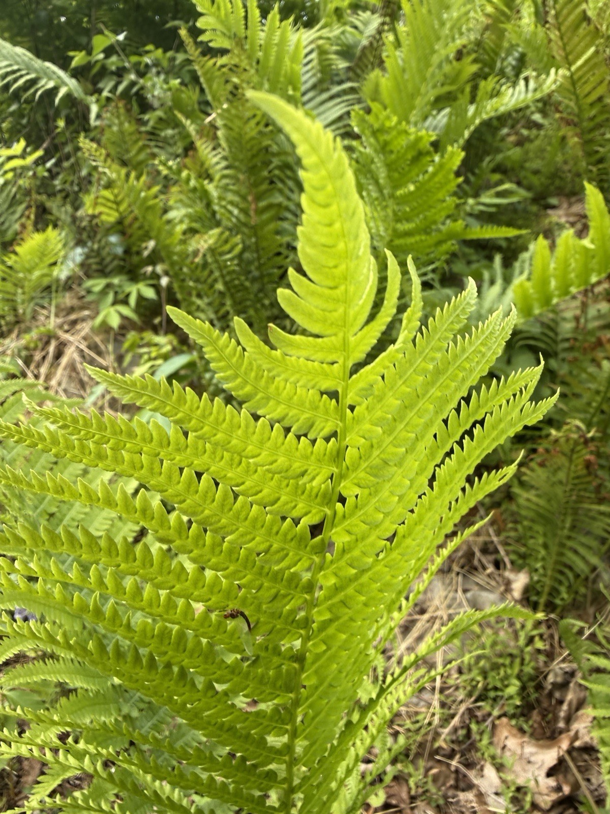 Live Ostrich Fern Rhizomes 3 Pack Matteuccia struthiopteris Freshly Harvested