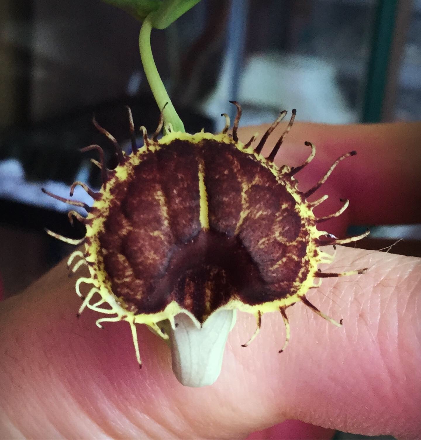 Aristolochia fimbriata Seeds, Pipevine Flowering Vine Plant, Ornamental