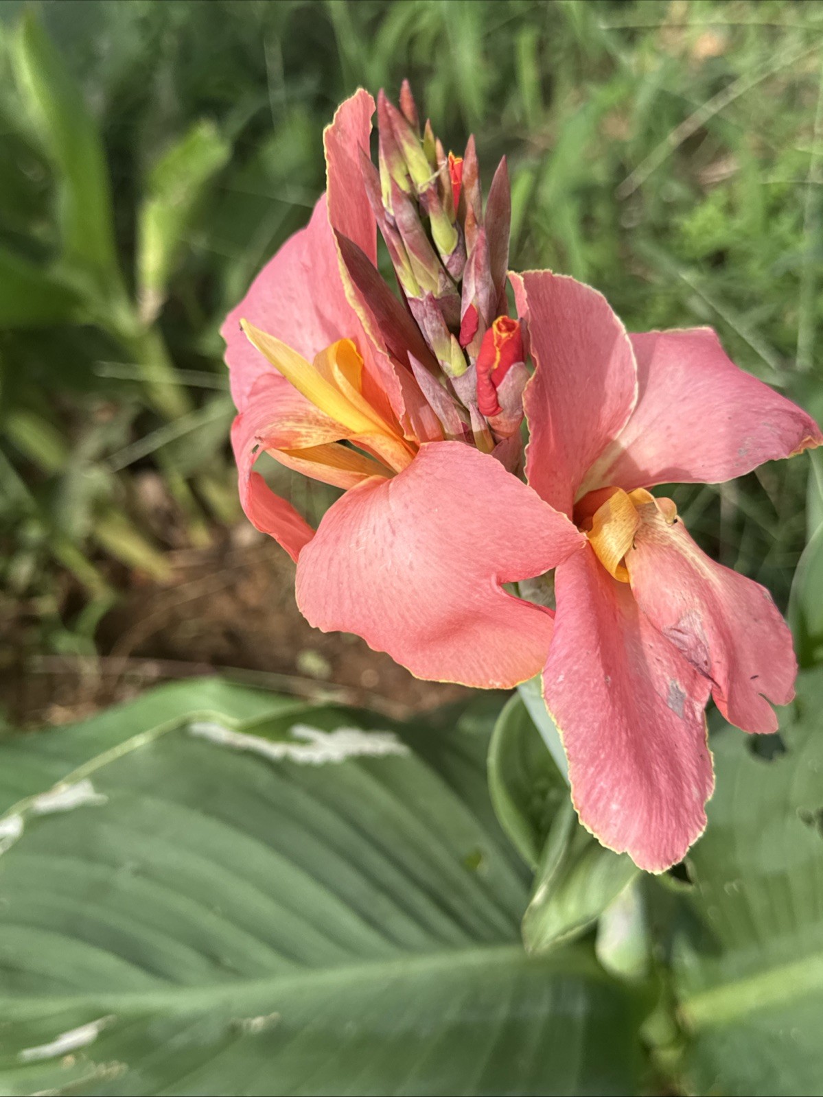 Rare Pink & Yellow Canna Lilly Rhizome