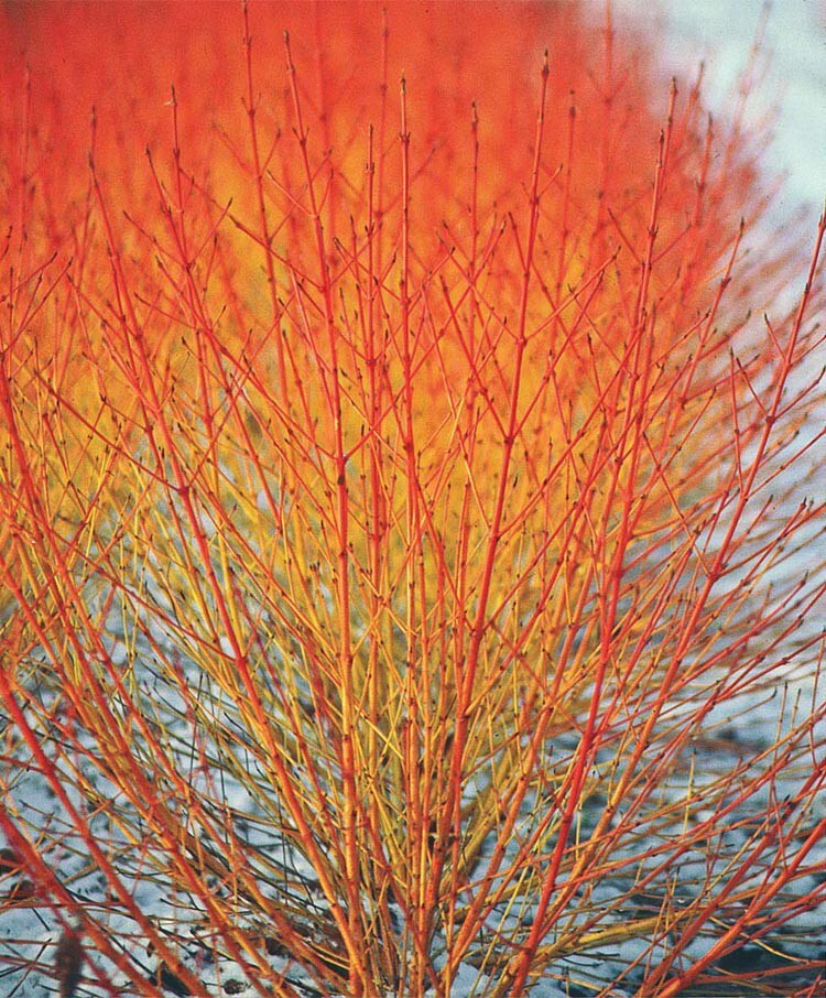 Cornus Sanguinea 20 Seeds, Dogwood Midwinter Fire, Winter Flame Shrub Cold Hardy