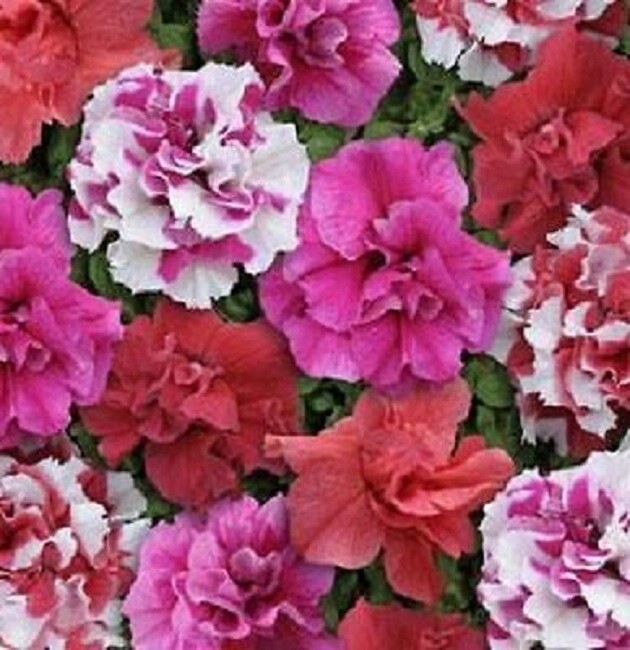 Petunia Seeds Double Sweet Tart Mix 50 Pelleted Petunia Seeds